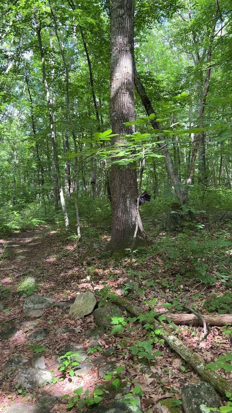Snake Den State Park Trails, Johnston