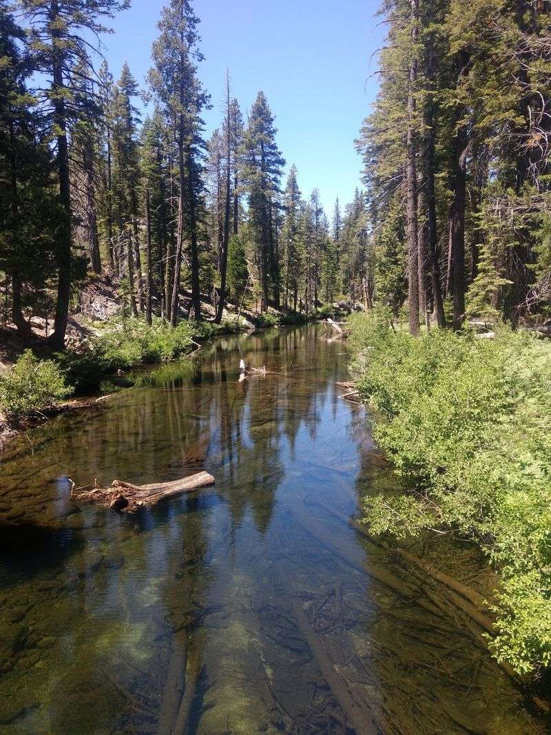 12 California Counties Seeing A Massive Spike In Black Bear Sightings This Fall - Decor Hint El Dorado County: South Lake Tahoe Leads The Pack
