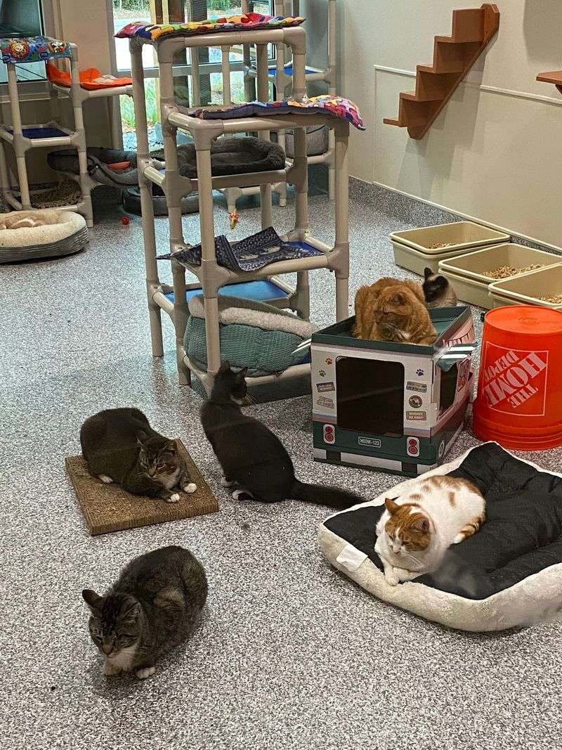 Furkids Headquarters & Cat Shelter, Cumming