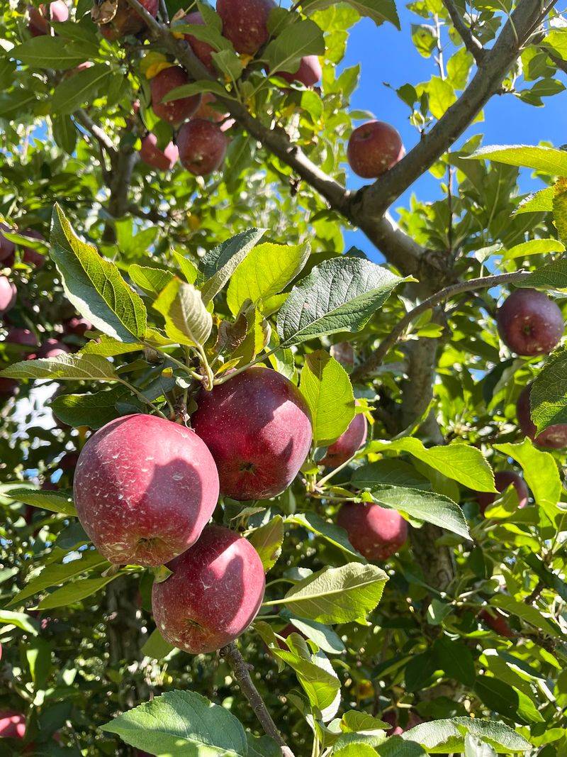 12 Of The Best Apple Orchards In North Carolina For The Perfect Fall Picking Trip - Decor Hint Sky Top Orchard