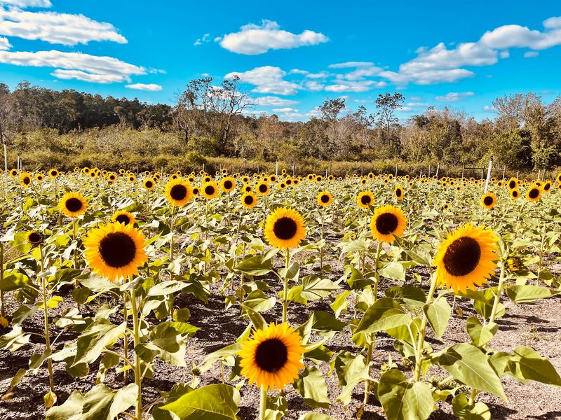 Amber Brooke Farms, Eustis