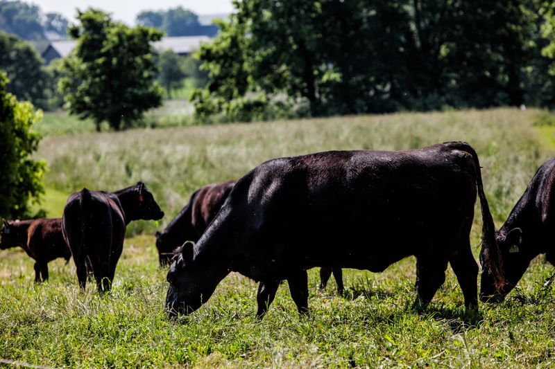 Elmwood Stock Farm
