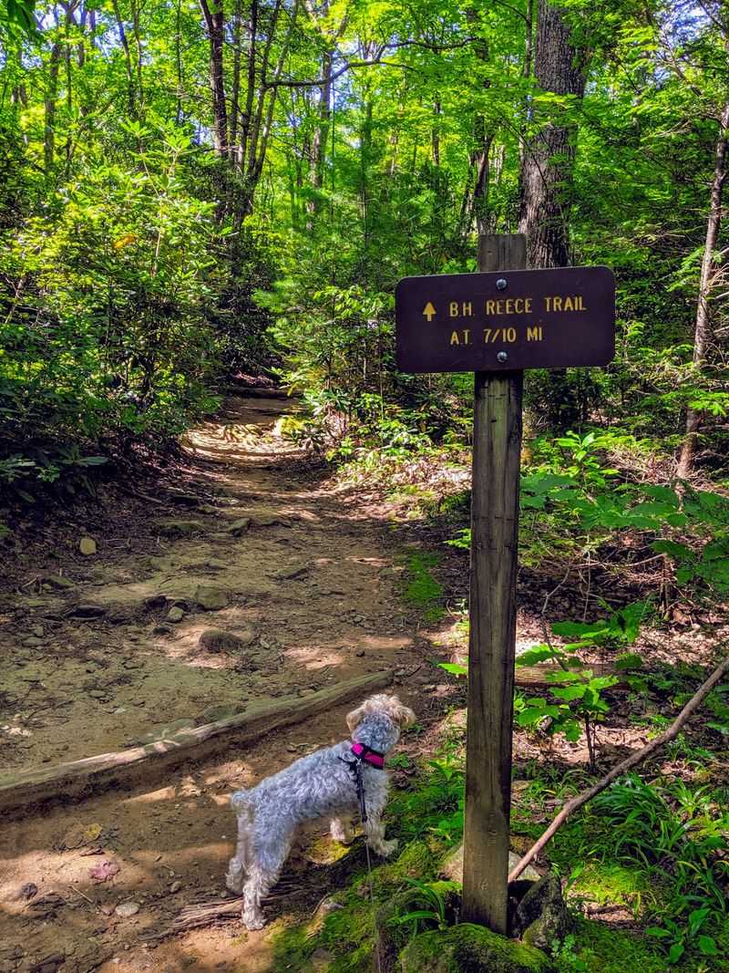 Blood Mountain Trail (Byron Reece Trailhead), Blairsville