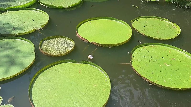 How Amazon Giants Ended Up in North Florida Water