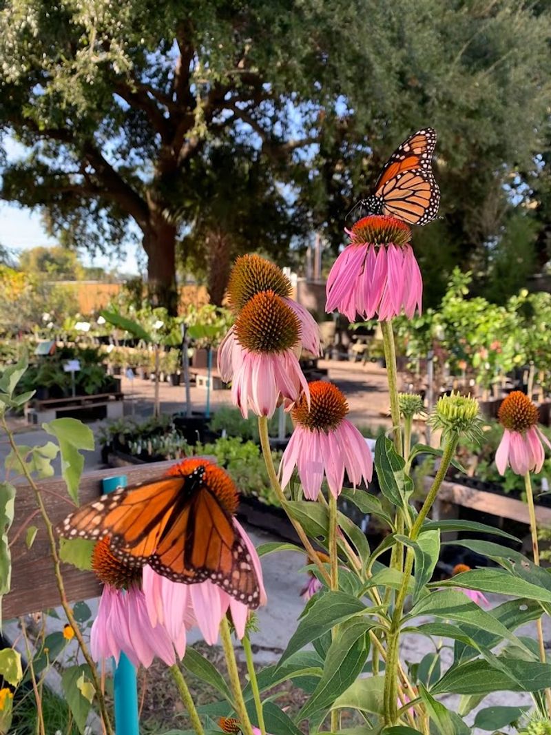 This South Carolina Nursery Is Packed With Native Plants, Pots And Garden Treasures - Decor Hint Natives Built For Lowcountry Weather