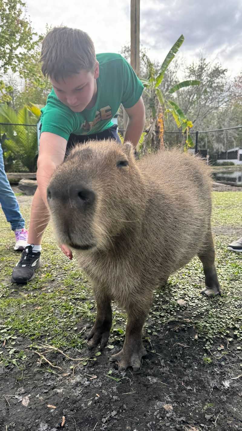 Capybaras That Ask For Belly Rubs