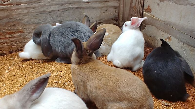 Peacocks, Bunnies, And Other Unexpected Neighbors
