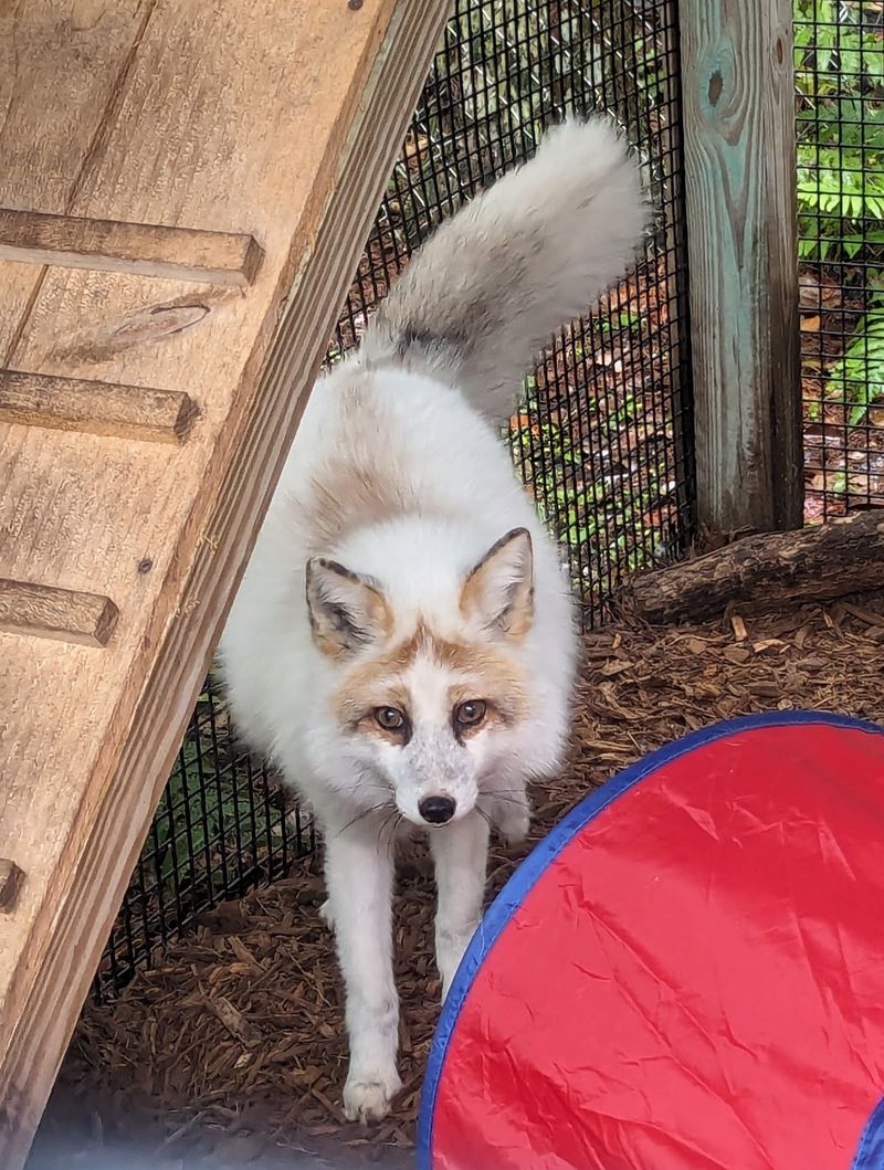 Foxes, Kinkajous, And Other Unexpected Neighbors