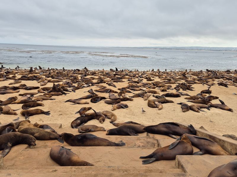 Why They Keep Coming Ashore