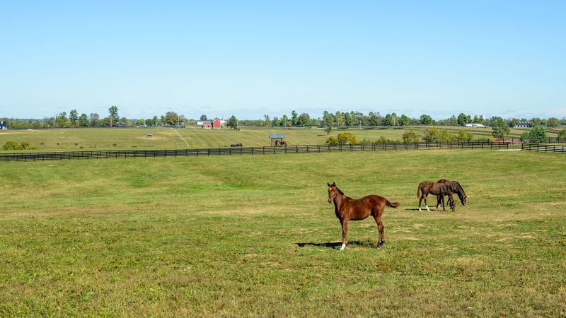 This Kentucky Farm Lets You Spend An Afternoon Grooming Horses In The Heart Of Bluegrass Country - Decor Hint Plan Your Perfect Farm Day