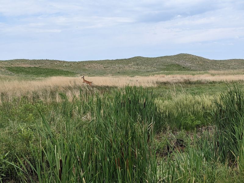 Antelope, Deer and Other Prairie Neighbors