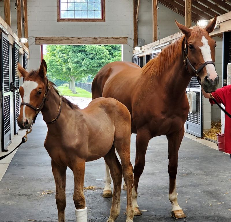 This Kentucky Farm Lets You Spend An Afternoon Grooming Horses In The Heart Of Bluegrass Country - Decor Hint Foals That Steal Every Photo