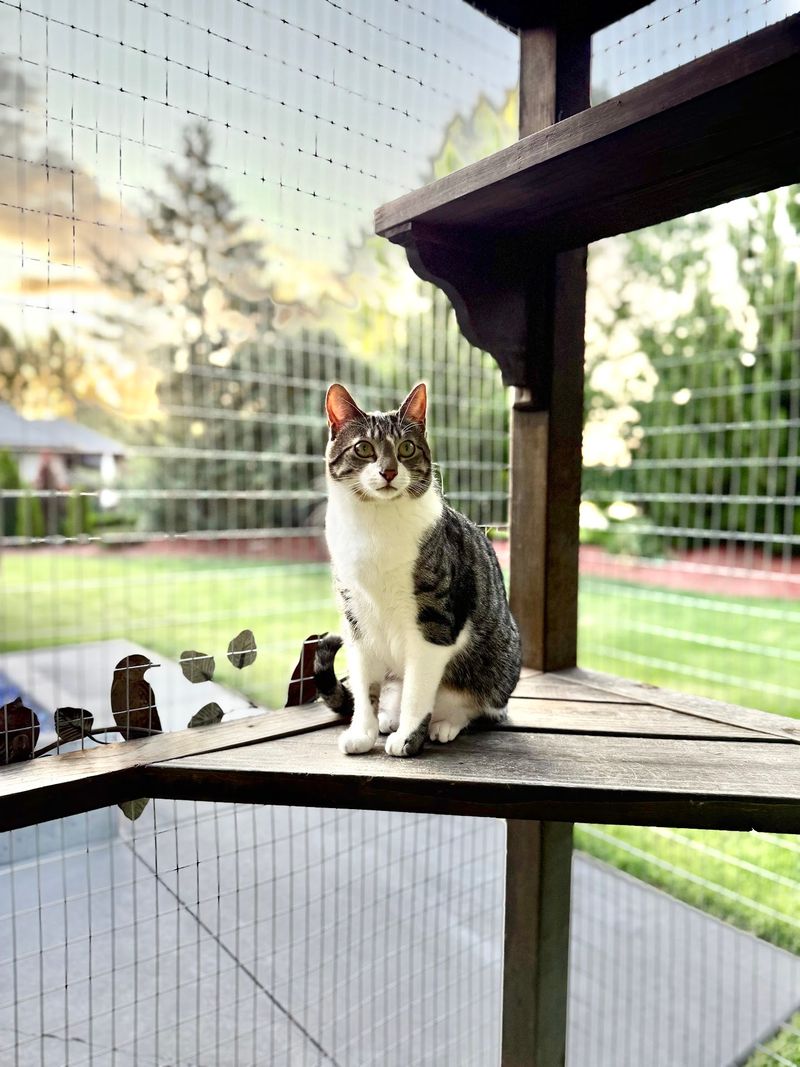 From Six Strays To A Feline Rescue Powerhouse