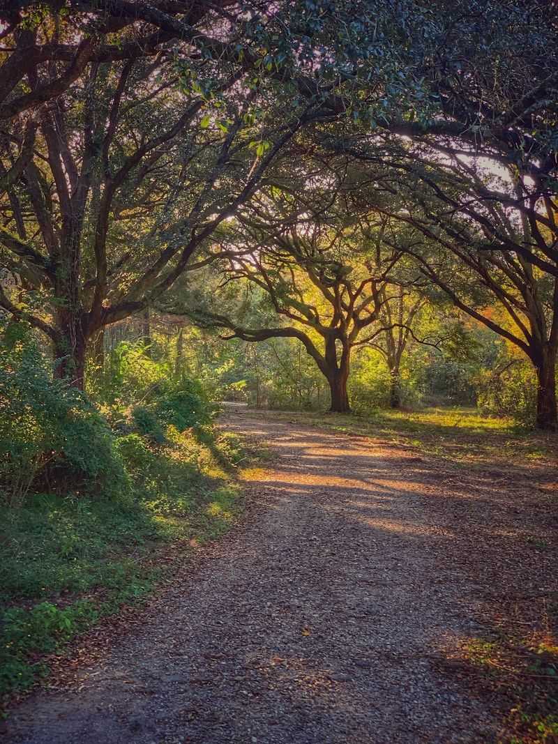Shady Strolls Beneath Mighty Oaks