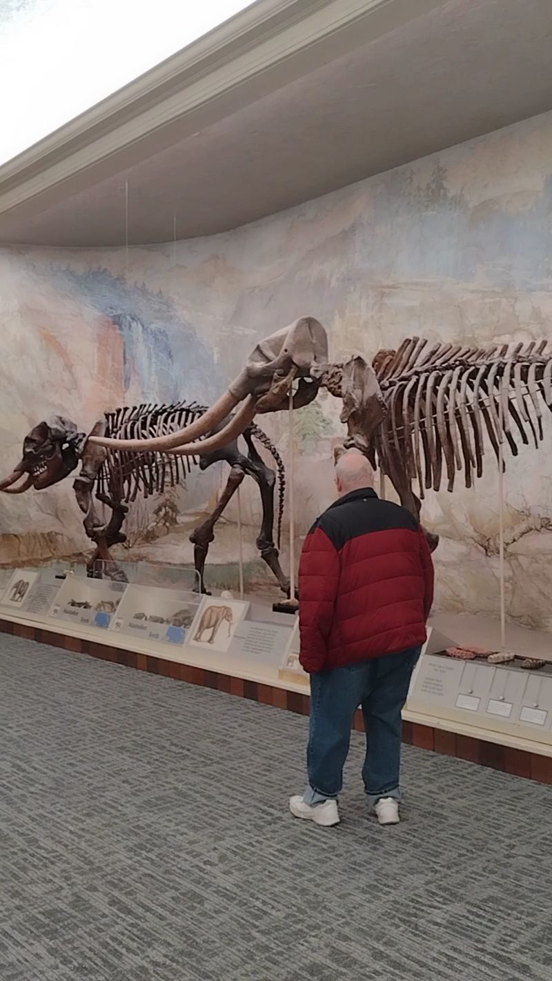 Meet Archie, The World's Largest Mounted Columbian Mammoth