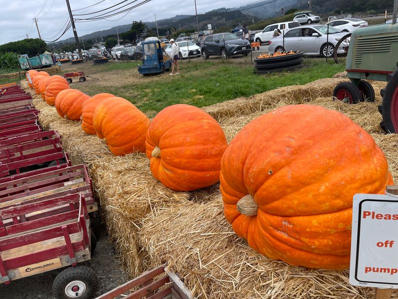 The Weigh-Off Happens Days Before The Main Weekend