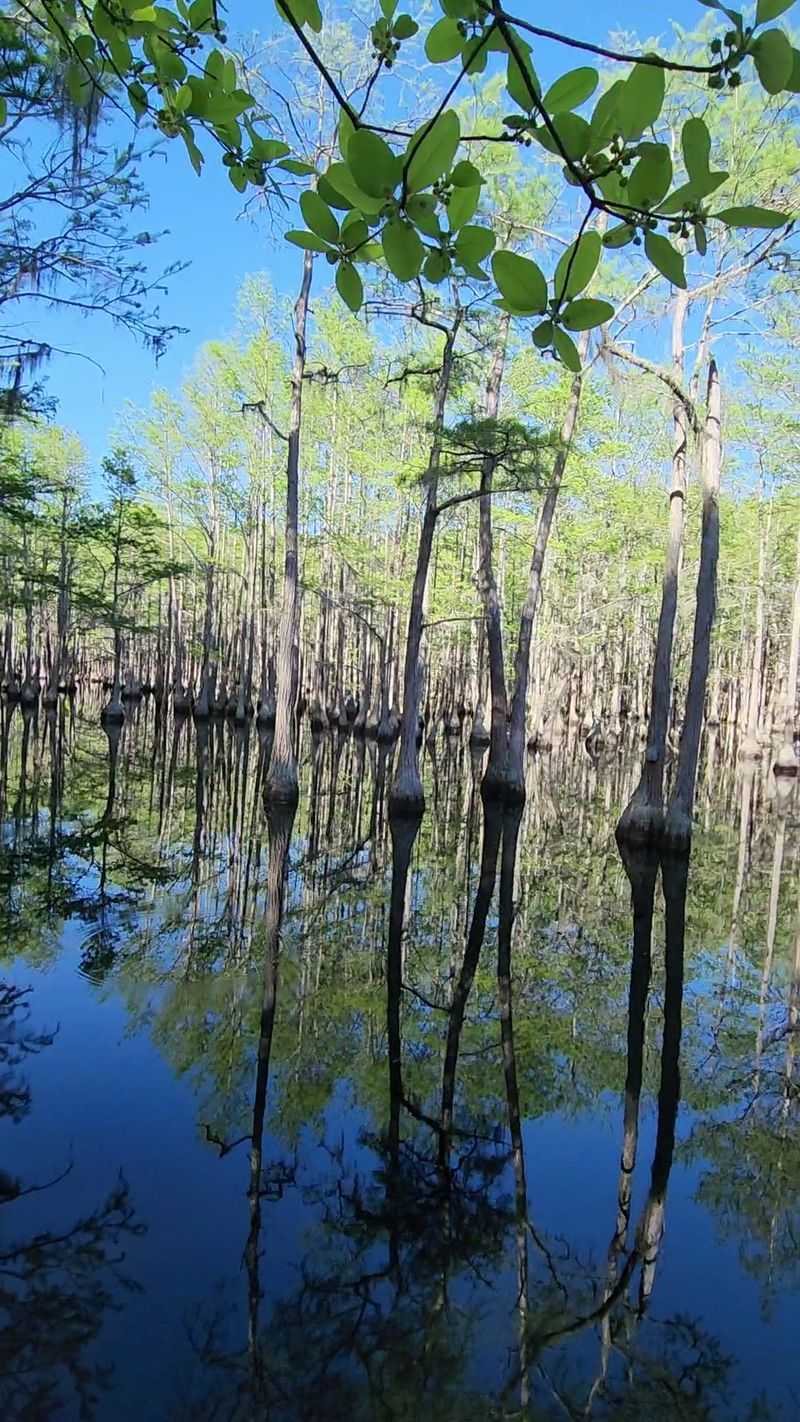 A Pond Full Of Reflections
