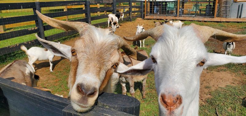 Meet Hiccup And Hooch, The Shaggy Headliners