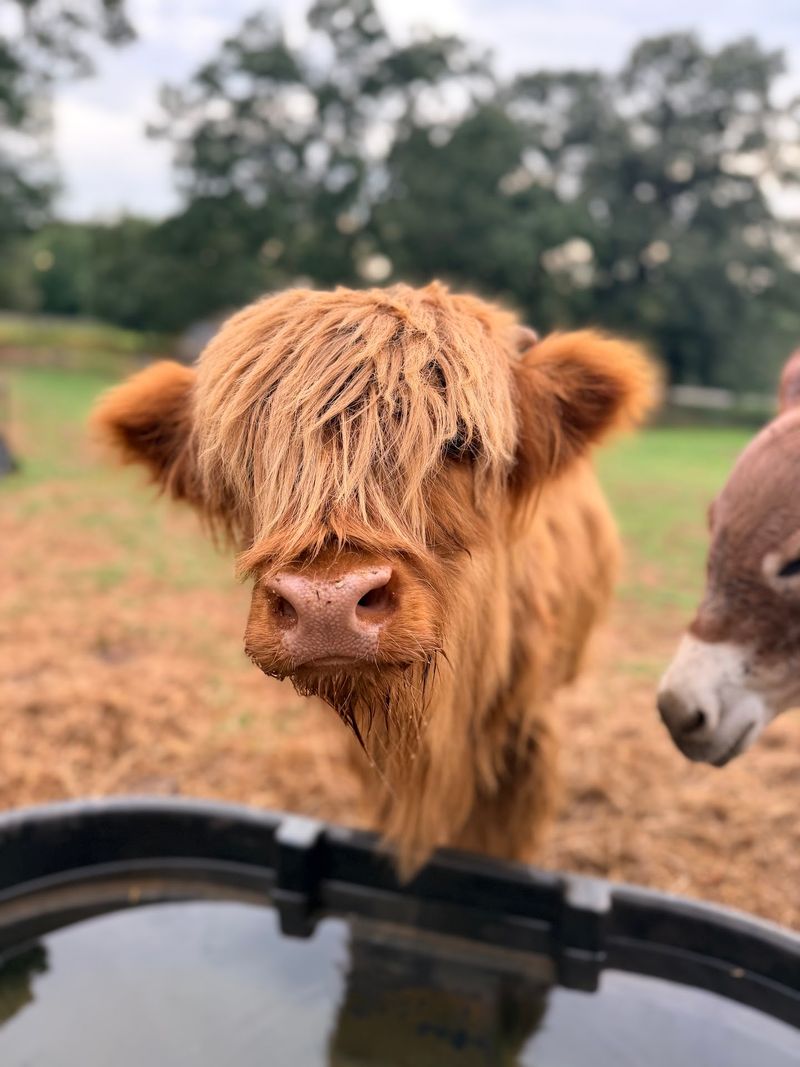 Highland Cow Cuddles, Fluffy Hair Included