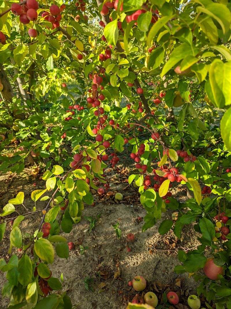 Twenty-Plus Apple Varieties Across The Season