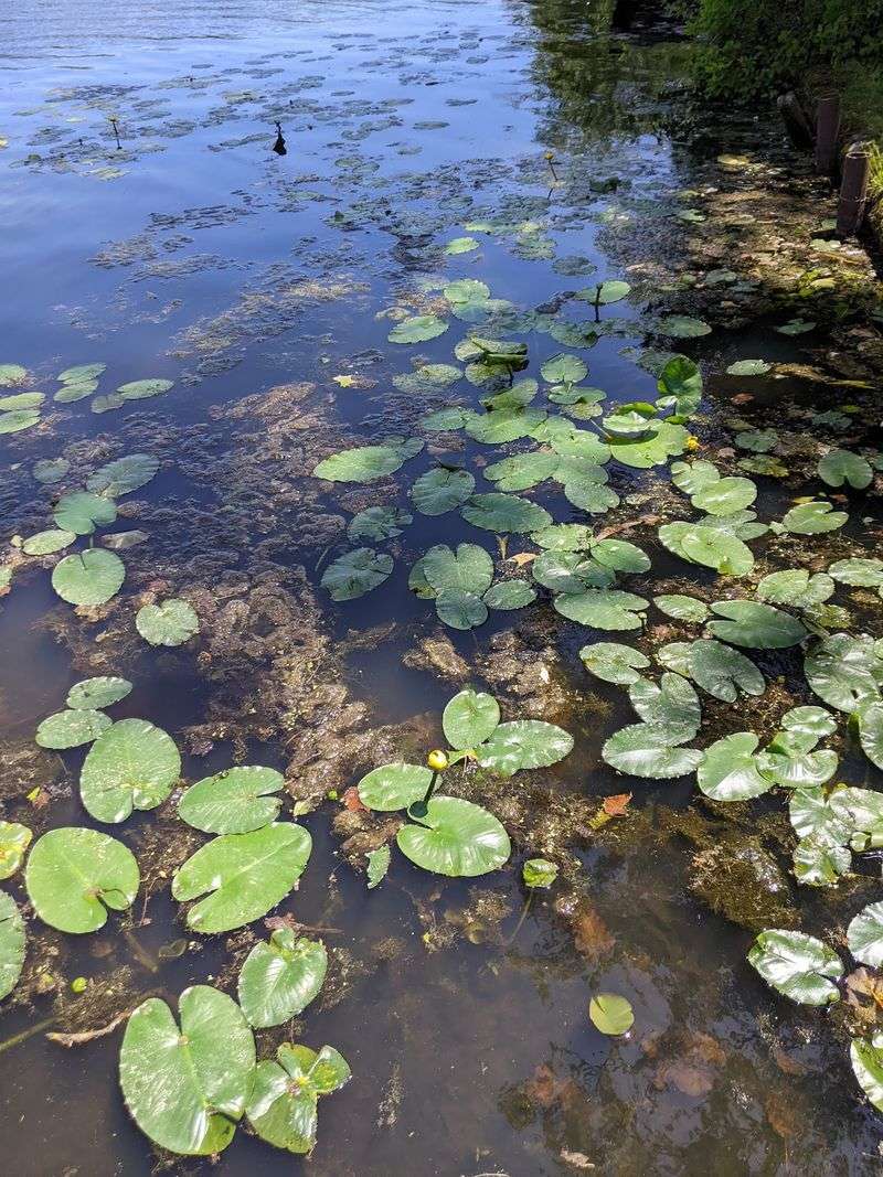 Ten Acres of Spring-Fed Swimming