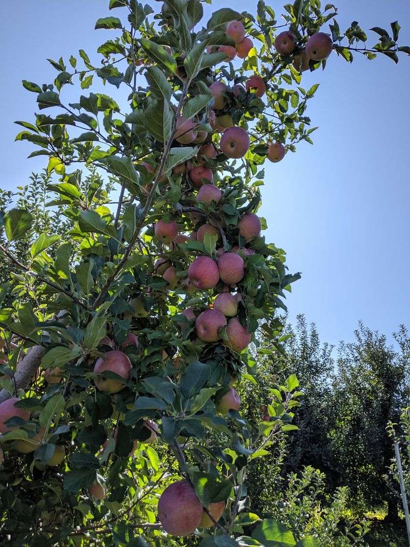 Twenty Trees, Twenty Flavors: The Apple Lineup