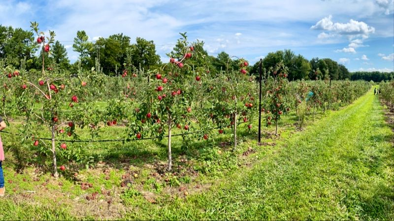 Twenty-Five Acres Of Apples