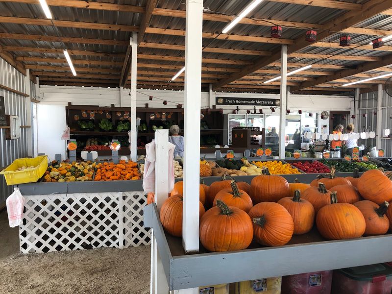 The Daytime Corn Maze