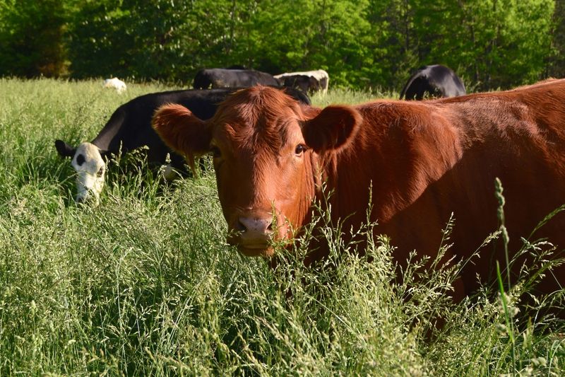 Grass-Fed Beef To Bring Home