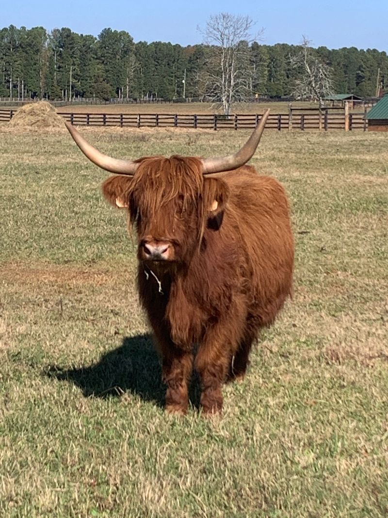 Fuzzy Highland Cows With Great Hair Days