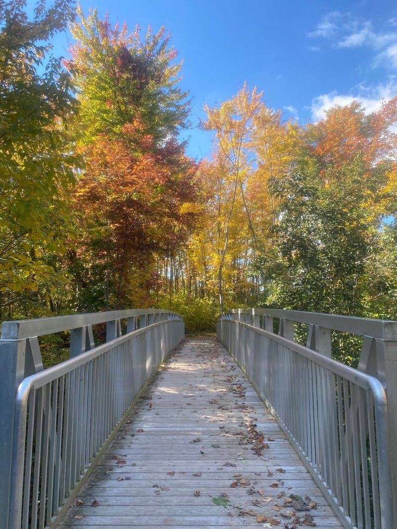 Wooded Trails That Change Their Mind Constantly
