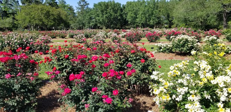 Where Roses Rule The Room