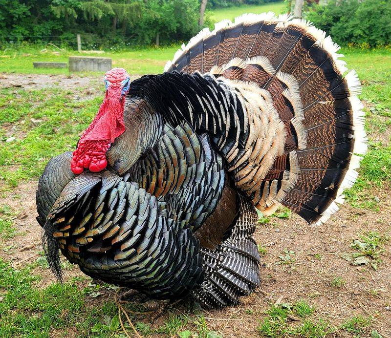 Meet Junior The Strutting Turkey
