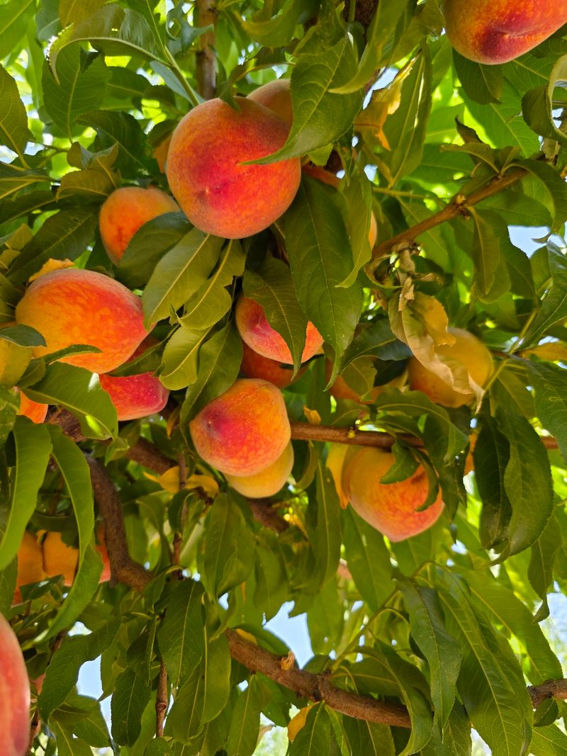 Peach Season Is The Main Event