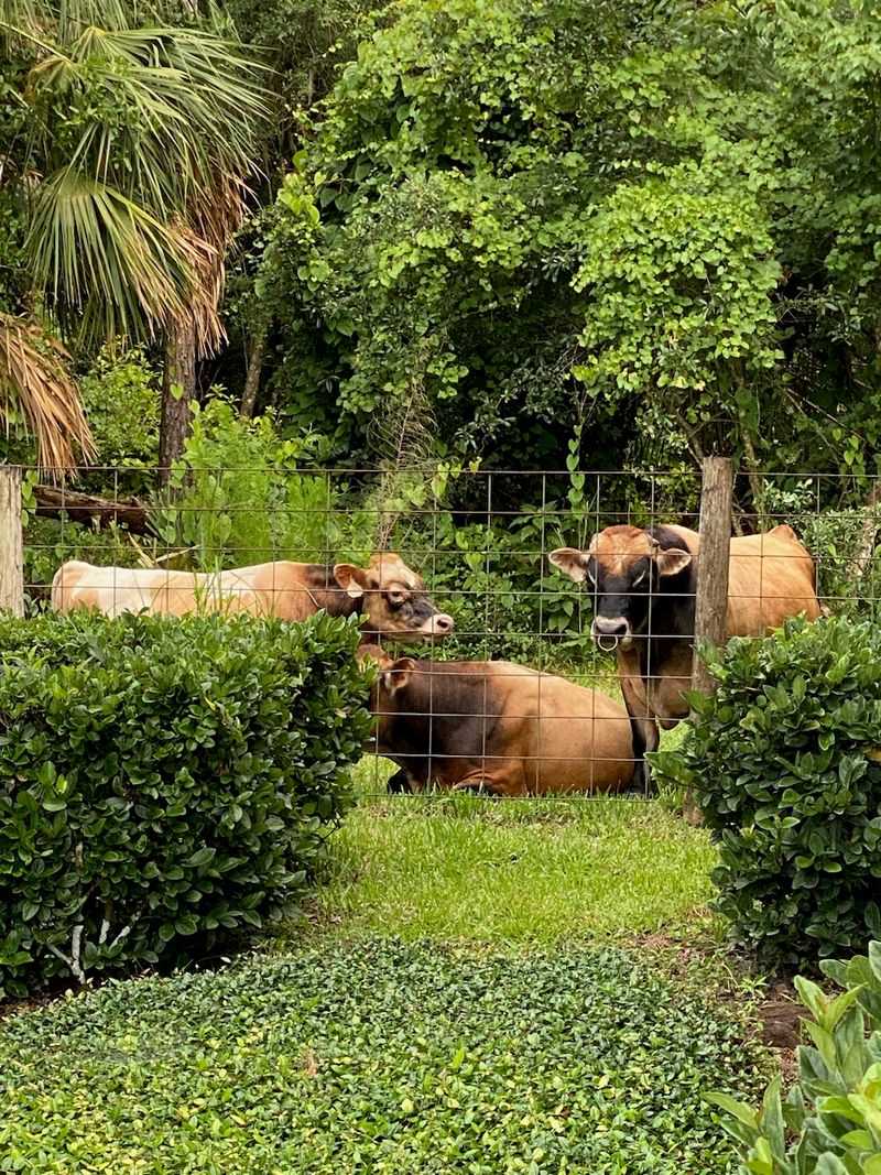 Florida's Grass-Grazed Dairy Farm In New Smyrna Beach Sells Its Own Bottled Milk And Farm Cheese On Site - Decor Hint Grass, Alfalfa, and a Splash of Citrus