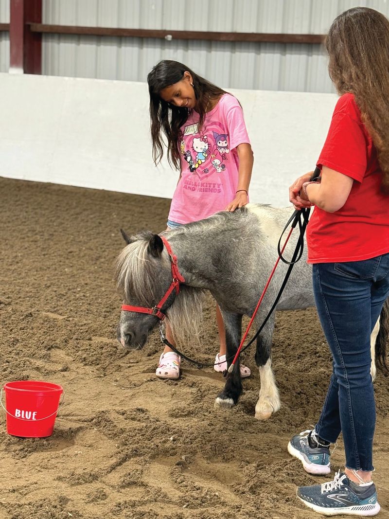 Minis, Big Horses, and a Few Donkeys