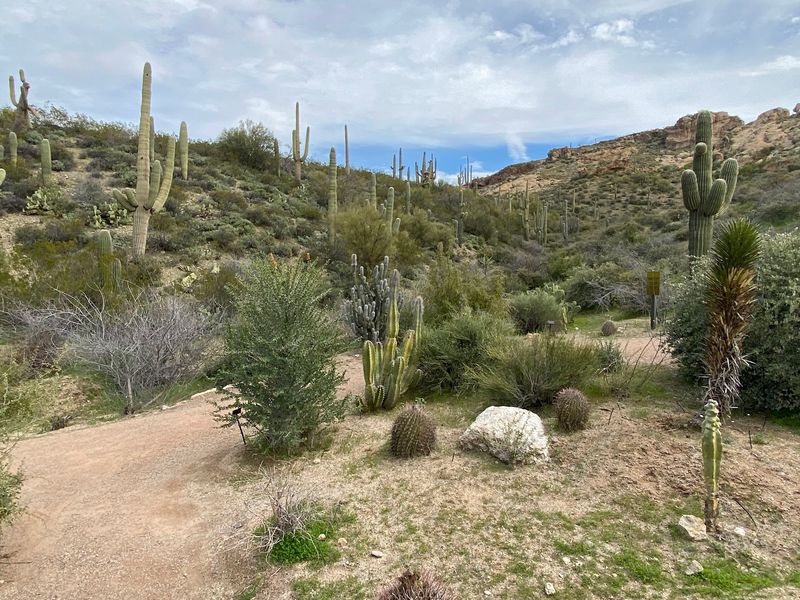 This Hidden Arizona Arboretum Packs 323 Acres With Desert Trails And Incredible Scenery - Decor Hint Trails, Peaks, And 323 Acres