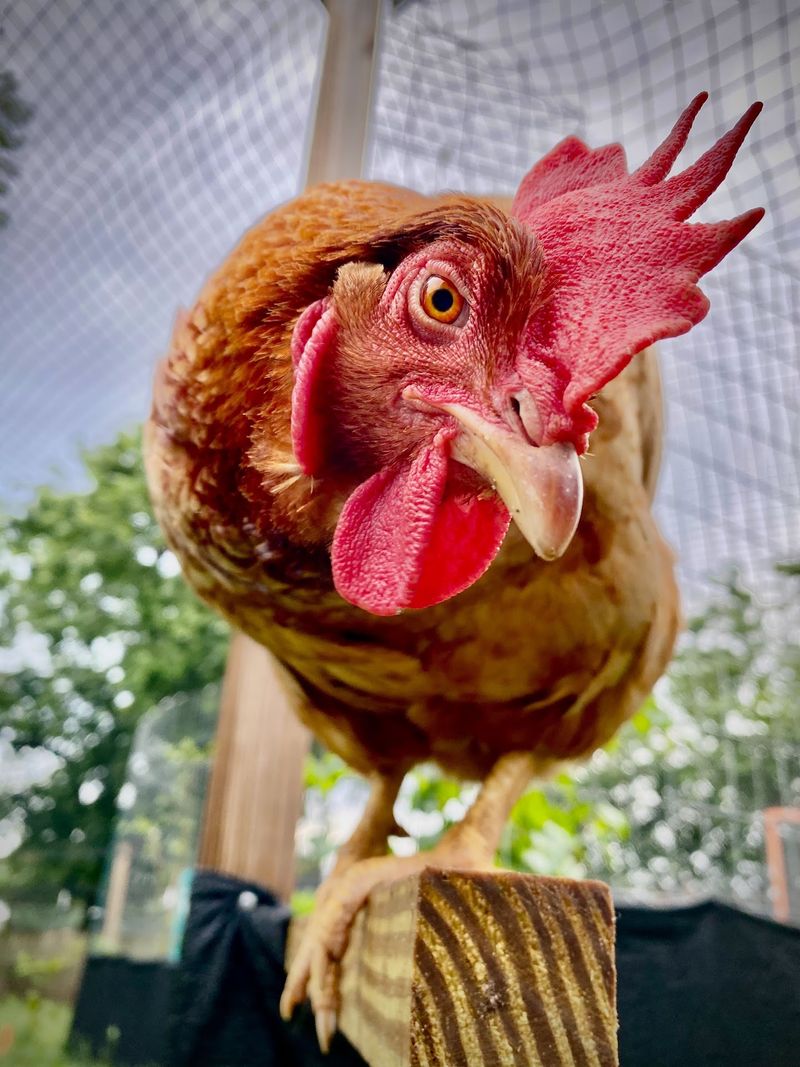 Chickens With Opinions And Plenty Of Personality