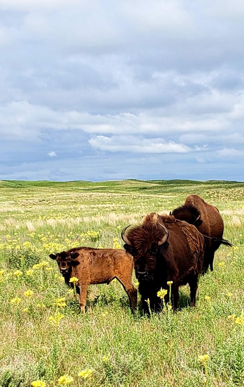 Nearly 1,000 Sandhill Prairie Acres Surround The Bison Herd At This Nebraska Preserve - Decor Hint The Nature Conservancy's Long Game