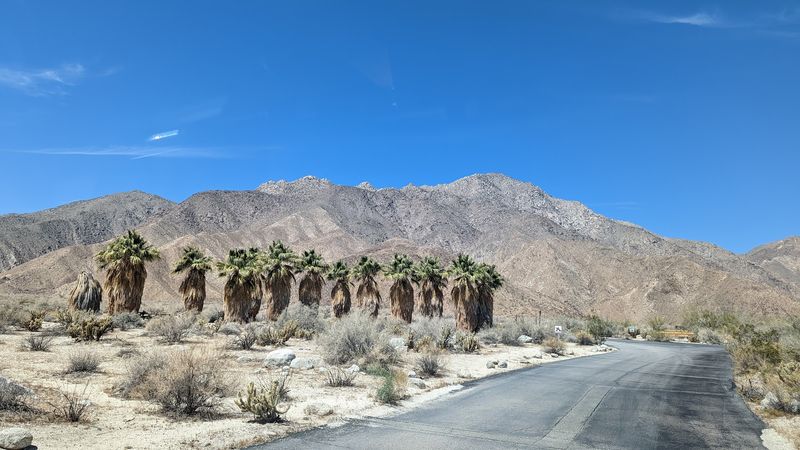 A Walk Toward Native Palms