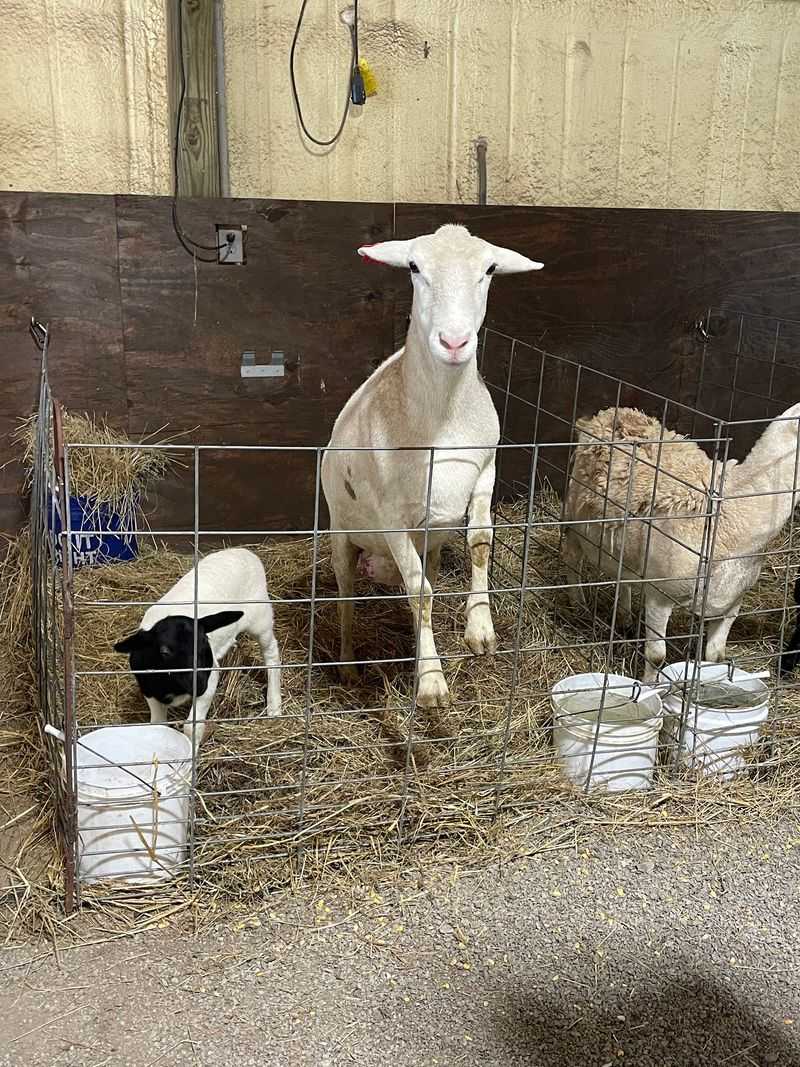 Holding A Newborn Lamb Is The Main Event