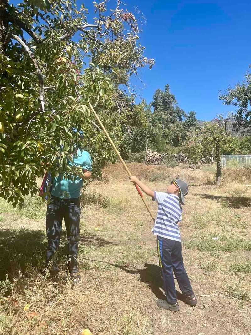 U-Pick Apples That You Twist, Not Yank