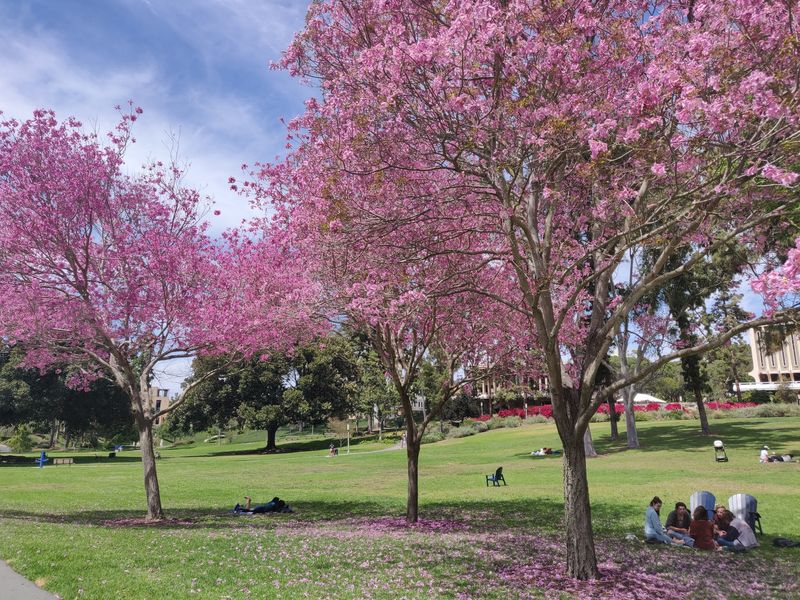 This California City Is Becoming One Of The Best Places For Gen Z To Build A Life - Decor Hint UC Irvine Brings Serious College-Town Energy