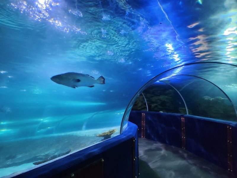 Walking Under Sharks In The 175-Foot SeaTube
