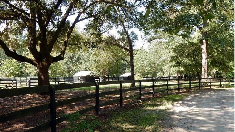 This South Carolina Cage-Free Sanctuary Gives Rescued Animals The Fresh Start They Deserve - Decor Hint From Horse Farm To Haven