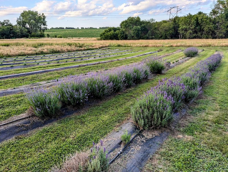 How 1,700 Plants Turned Into a Farm