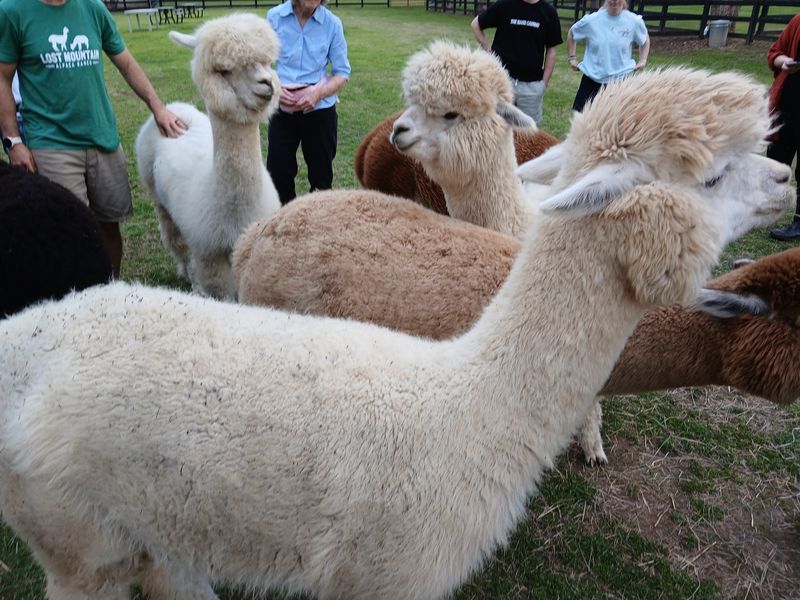 Meeting A Herd Of About Twelve Fluffy Huacayas