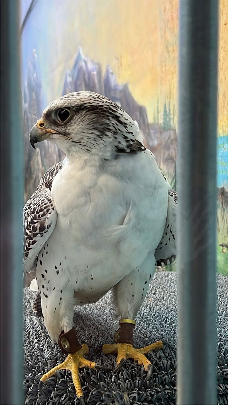 The Story Of Saving The Peregrine Falcon