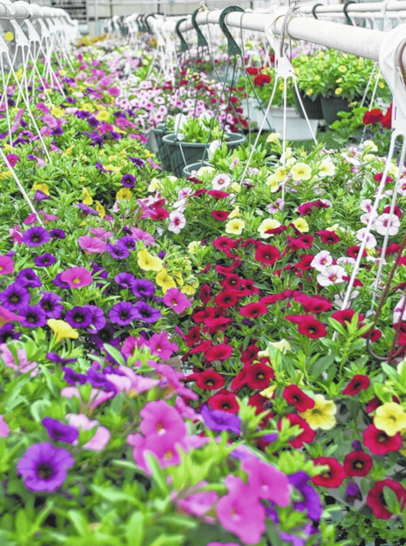 Flower Lovers Can Easily Leave With More Plants Than They Planned