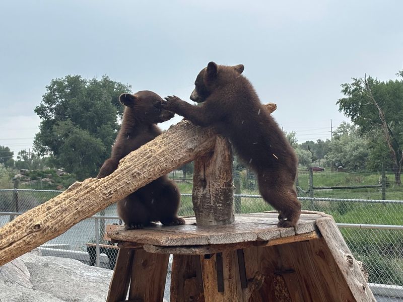 Bottle-Feeding The Cubs